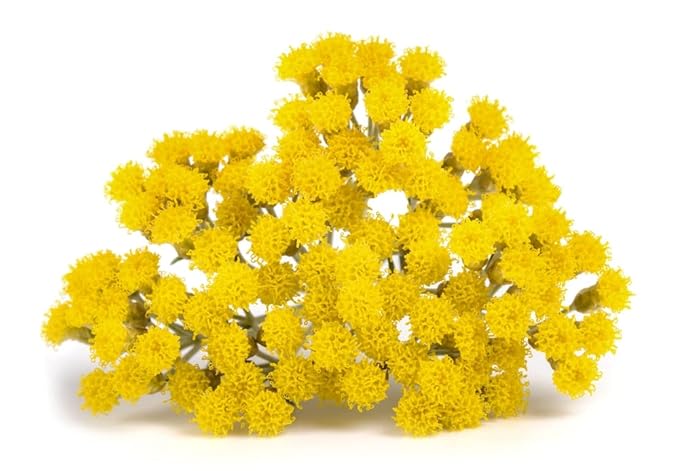 US Organic Helichrysum Essential Oil, USDA Certified Organic, Steam Distilled, Sourced from The Balkan Peninsula, High end Essential Oil (5 ml)